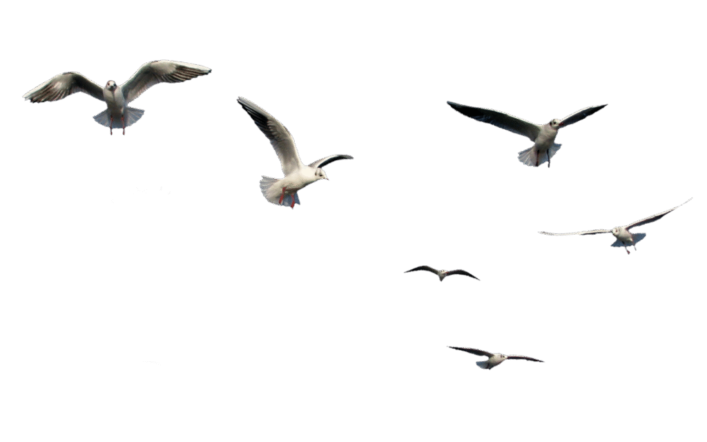 Nine Bird Release Ritual