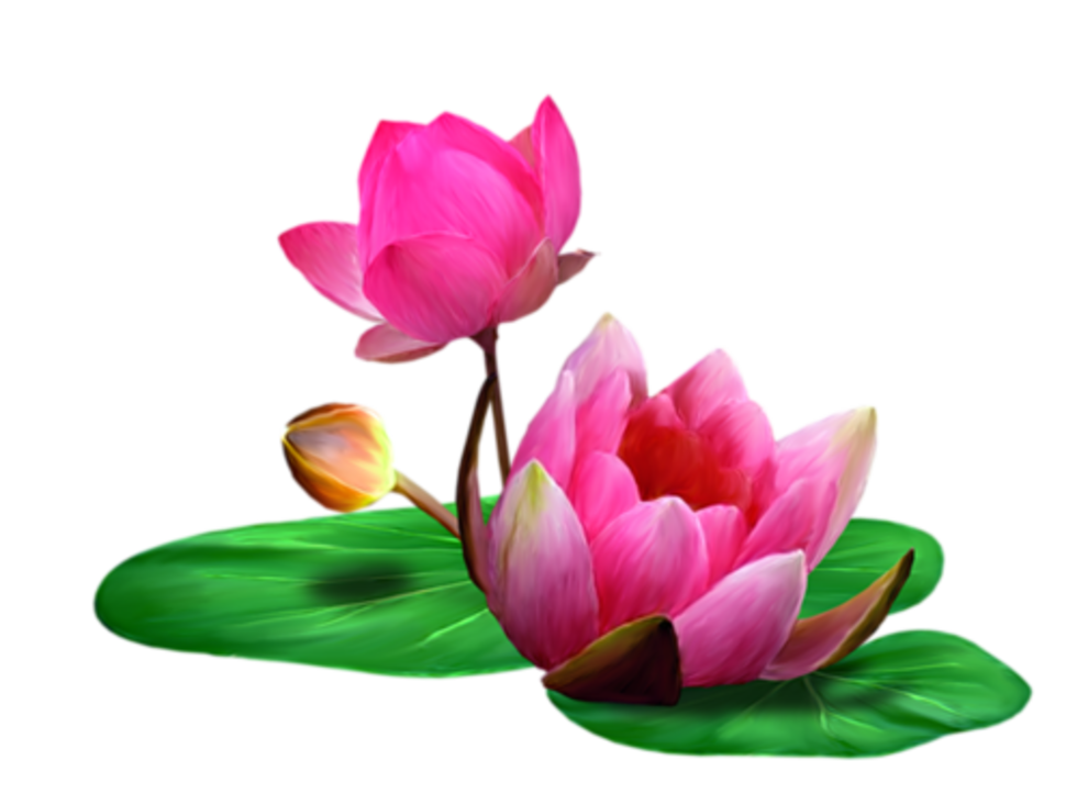 Pink lotus